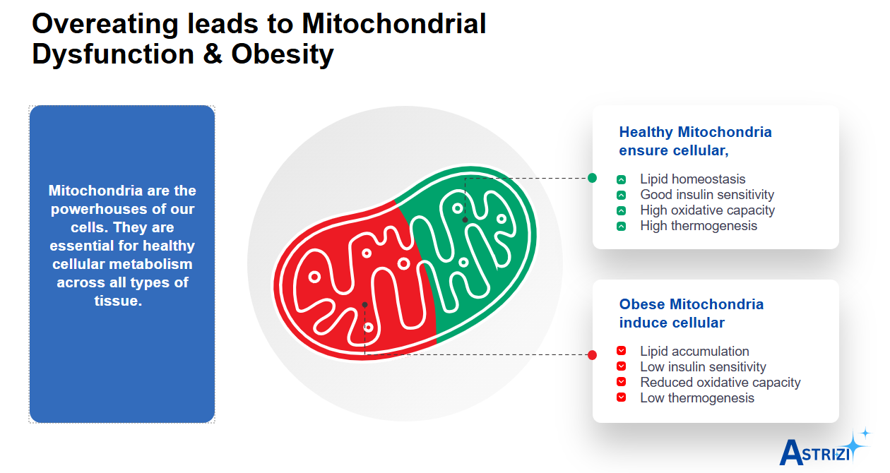 Mitochondrial Dysfunction Poster